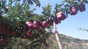 信诺为民货真价实 图 新品种苹果苗 锦州苹果苗