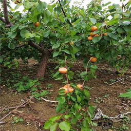 山东哪里有蜜香杏树苗培育基地 蜜香杏树苗多少钱一棵